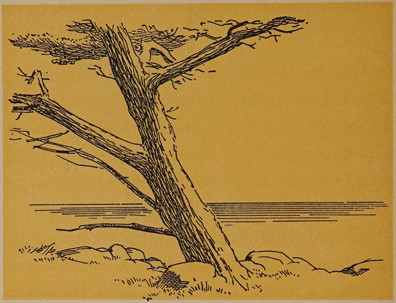 A tree with the sea in the distance