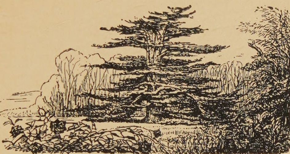 Beech trees and sycamores.