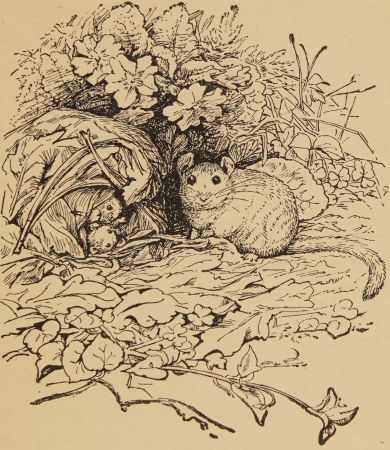 the nest thatched with chestnut leaves.