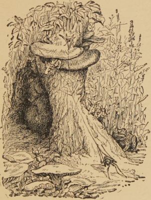 Paddy pig sleeping behind a tree stump.