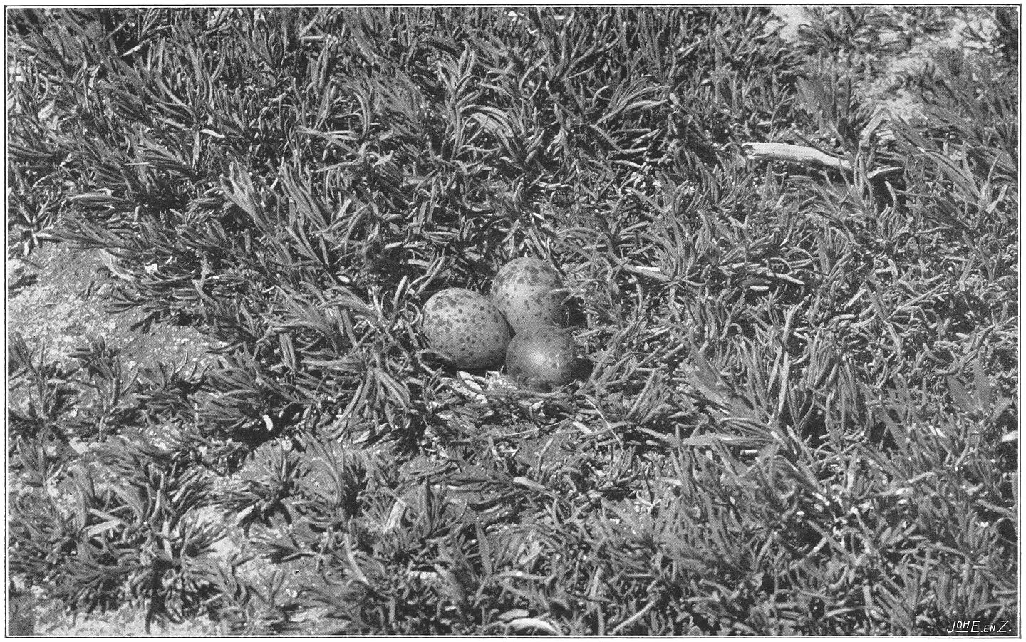 Nest en eieren van het Vischdiefje. (Sterna hirundo.) (L.)