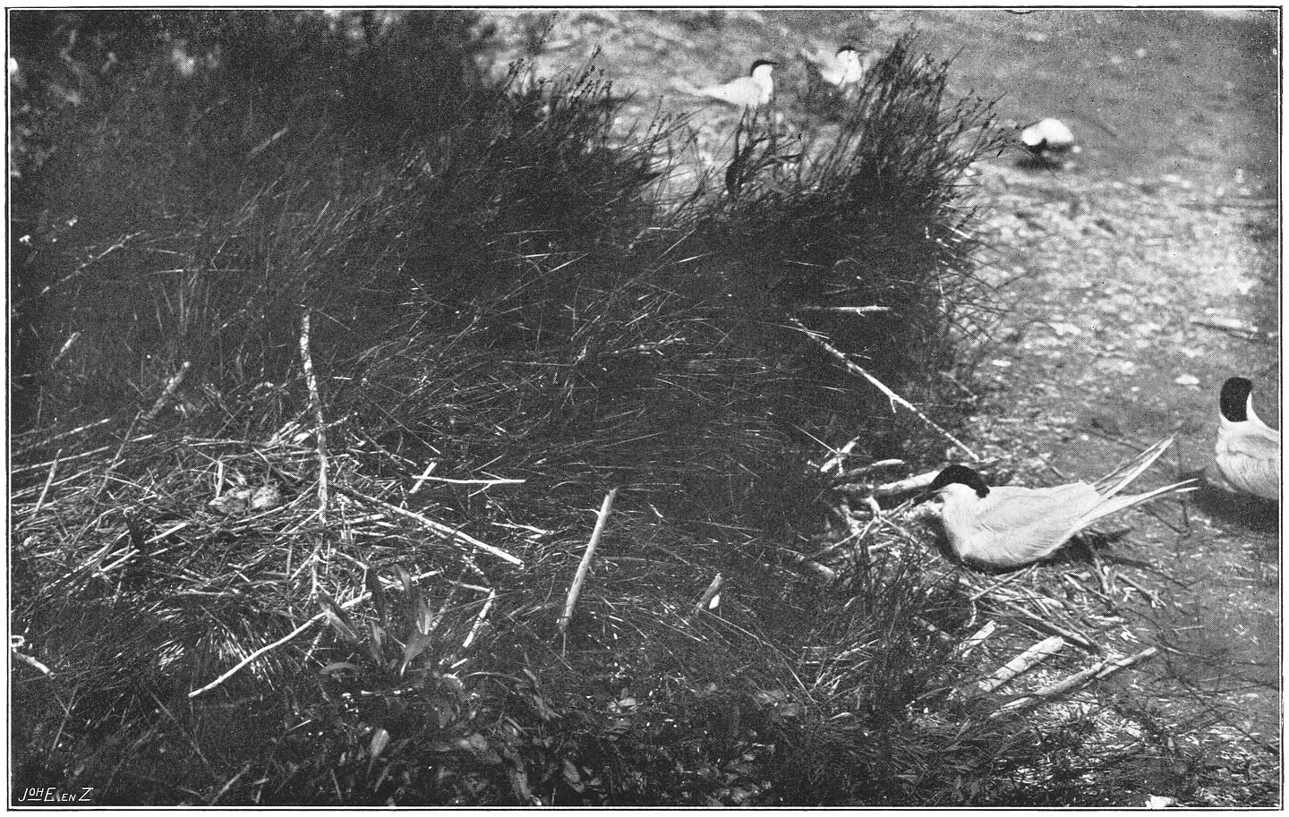 Broedkolonie van Noordsche of Zilvergrijze Zeezwaluwen. (Sterna paradisaea Brünn.)