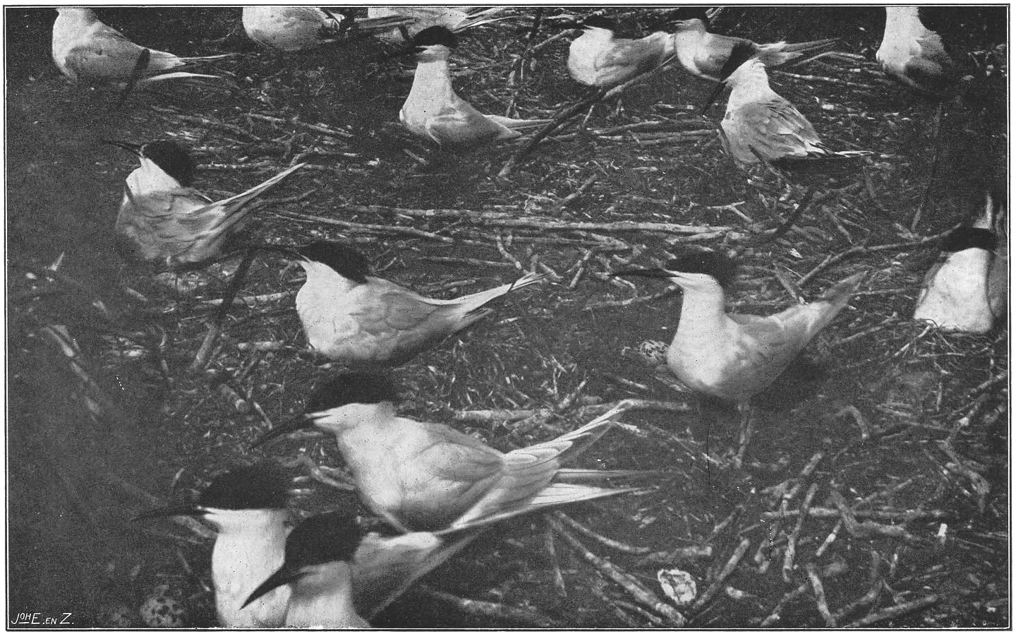 Broedkolonie van Groote Zeezwaluwen. (Sterna sandvicensis sandvicensis Lath.)