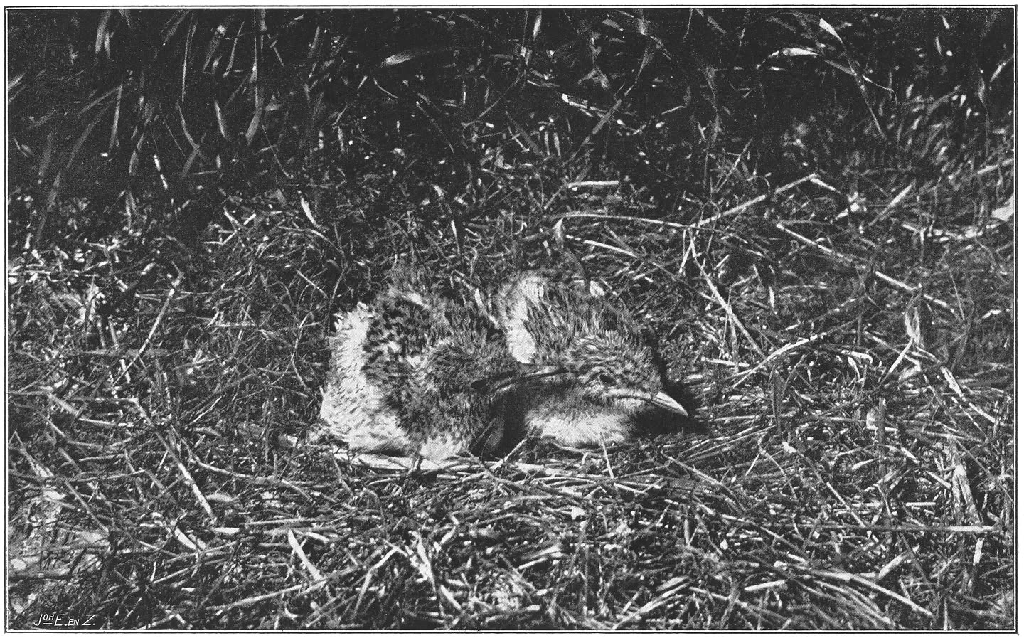 Nest en jongen van de Groote Zeezwaluw. (Sterna sandvicensis sandvicensis Lath.)