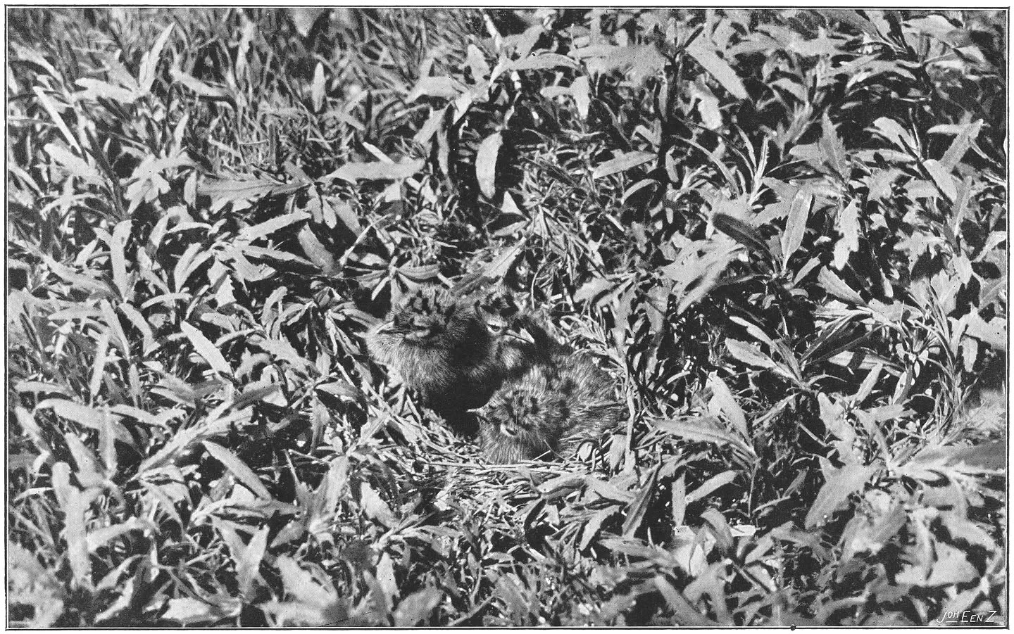 Nest en jongen van de Kokmeeuw. (Larus ridibundus.) (L.)