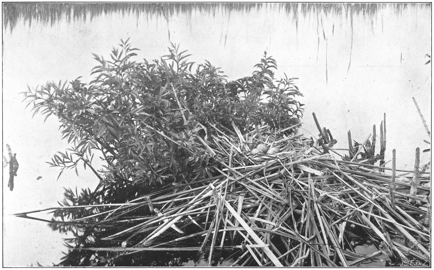 Nest en eieren van de Kokmeeuw. (Larus ridibundus.) (L.)