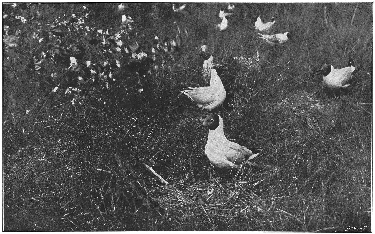 Broedkolonie van Kokmeeuwen. (Larus ridibundus.) (L.)