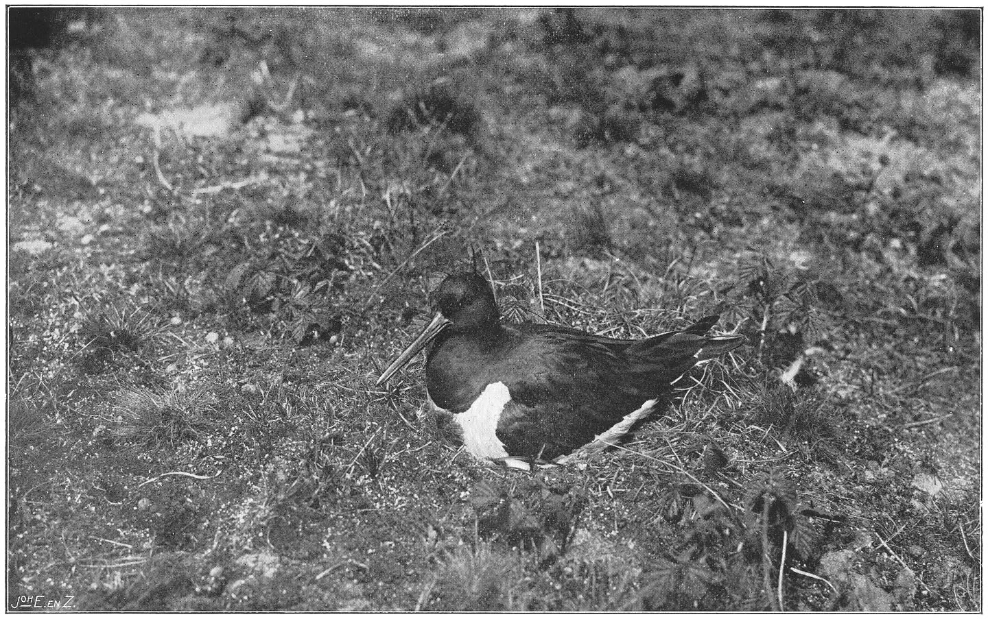 Broedende Scholekster. (Haematopus ostralegus ostralegus.) (L.)
