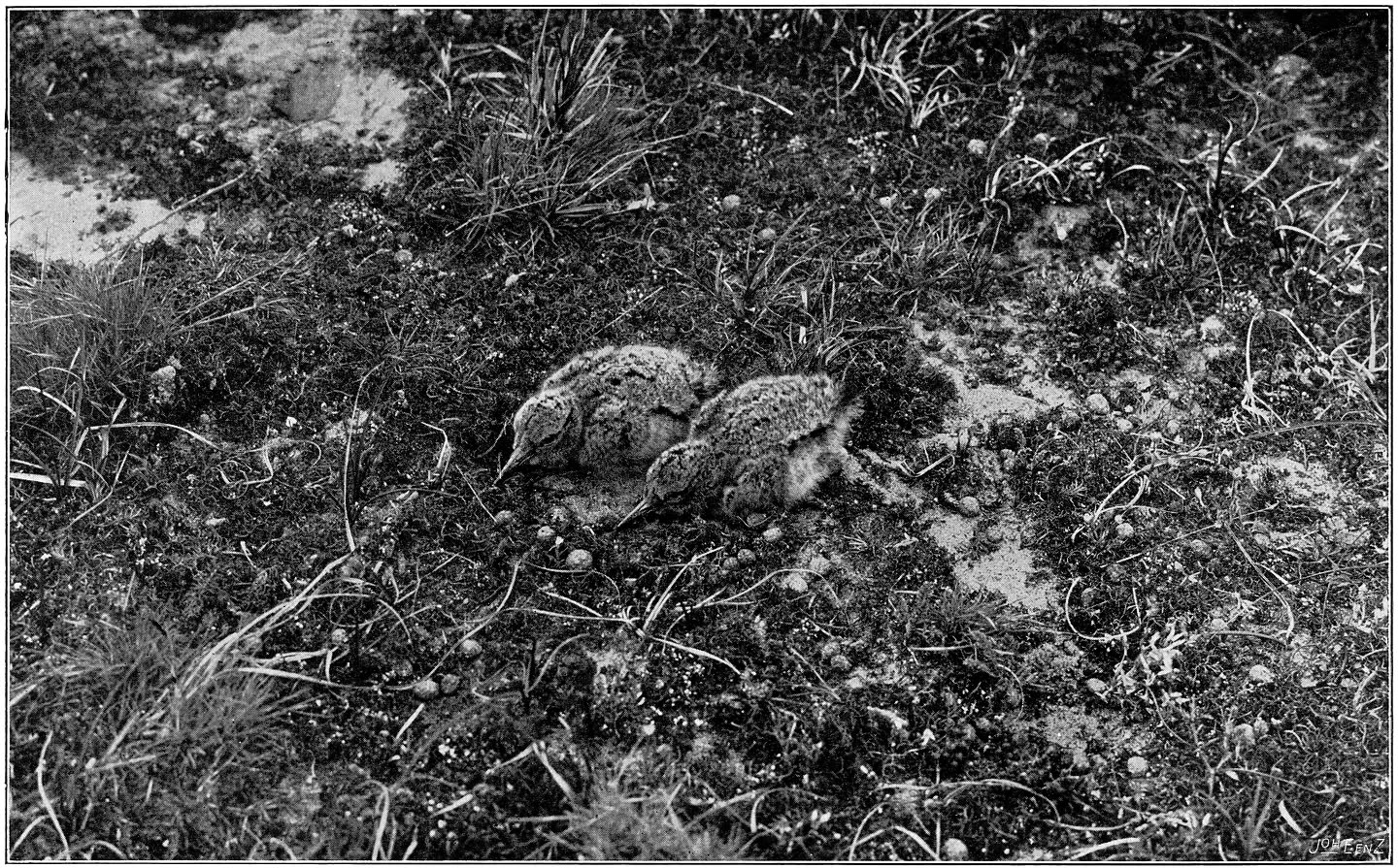 Jonge Scholeksters. (Haematopus ostralegus ostralegus.) (L.)