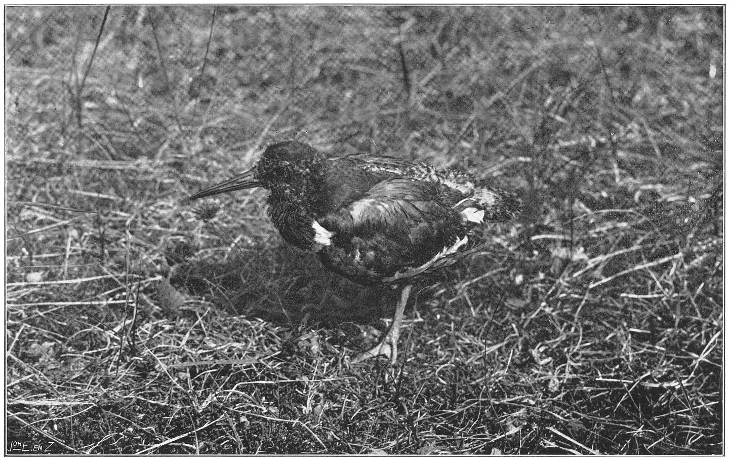 Jonge halfwassen Scholekster. (Haematopus ostralegus ostralegus.) (L.)