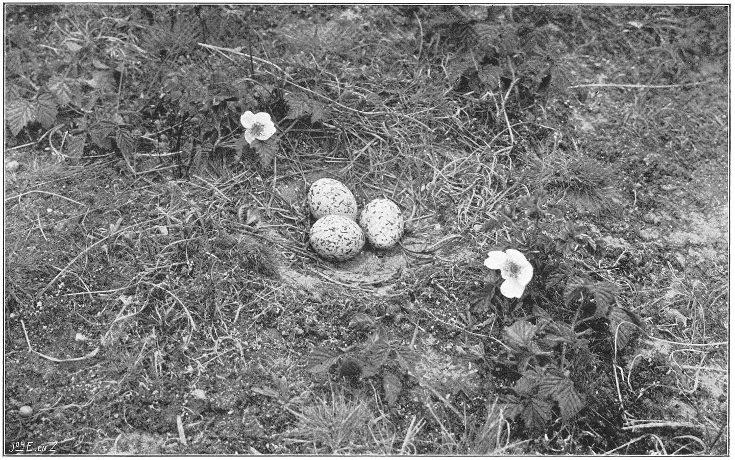 Nest en eieren van de Scholekster. (Haematopus ostralegus ostralegus.) (L.)