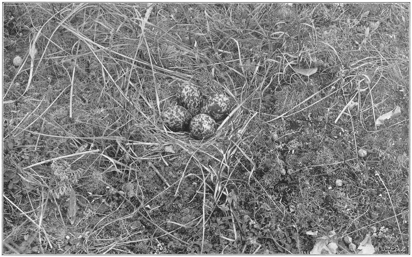 Nest en eieren van de Kievit. (Vanellus vanellus.) (L.)
