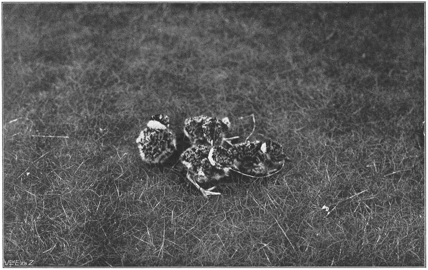Jonge Kievitten. (Vanellus vanellus.) (L.)