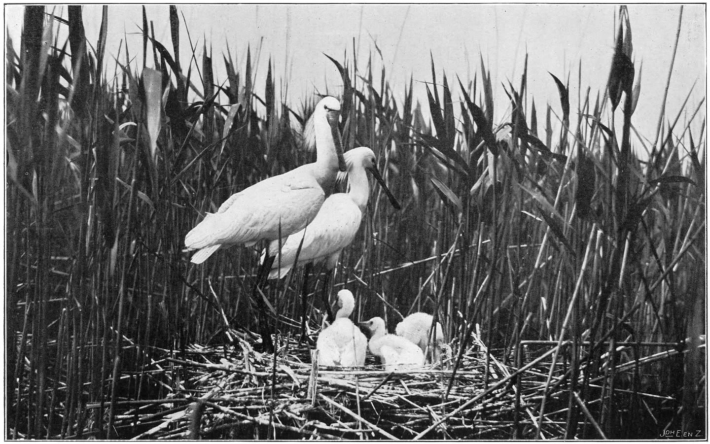 Lepelaars met jongen op hun nest. (Platalea leucorodia leucorodia.) (L.)