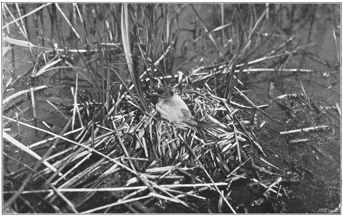 Zwarte Zeezwaluw hare jongen koesterend. (Hydrochelidon nigra nigra.) (L.)