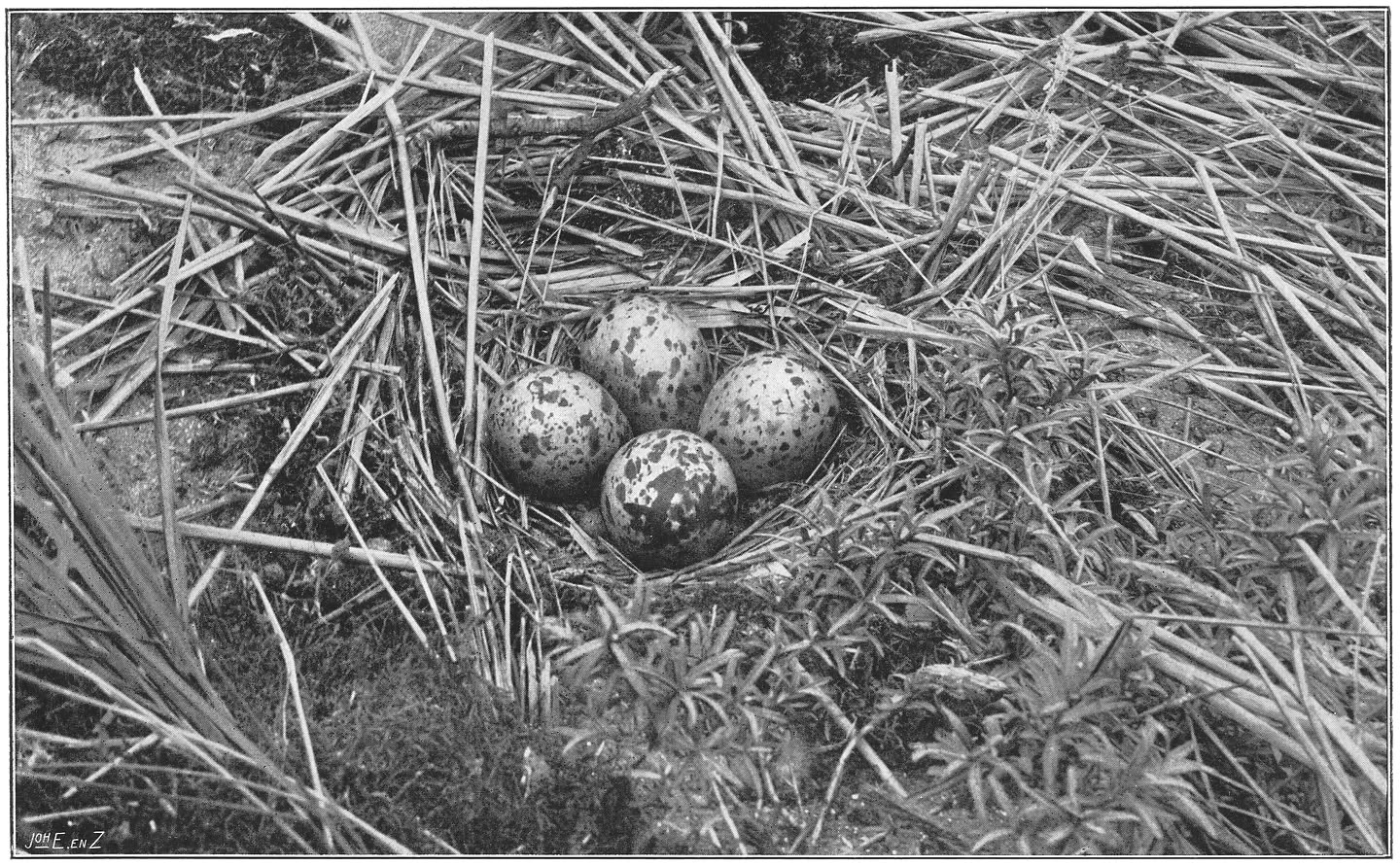 Nest en eieren van den Wulp. (Numenius arquata arquata.) (L.)