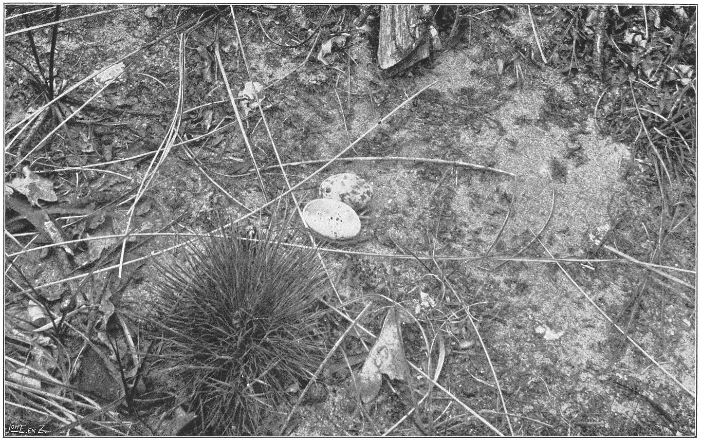 Eieren van den Geitenmelker of Nachtzwaluw. (Caprimulgus europaeus europaeus.) (L.)