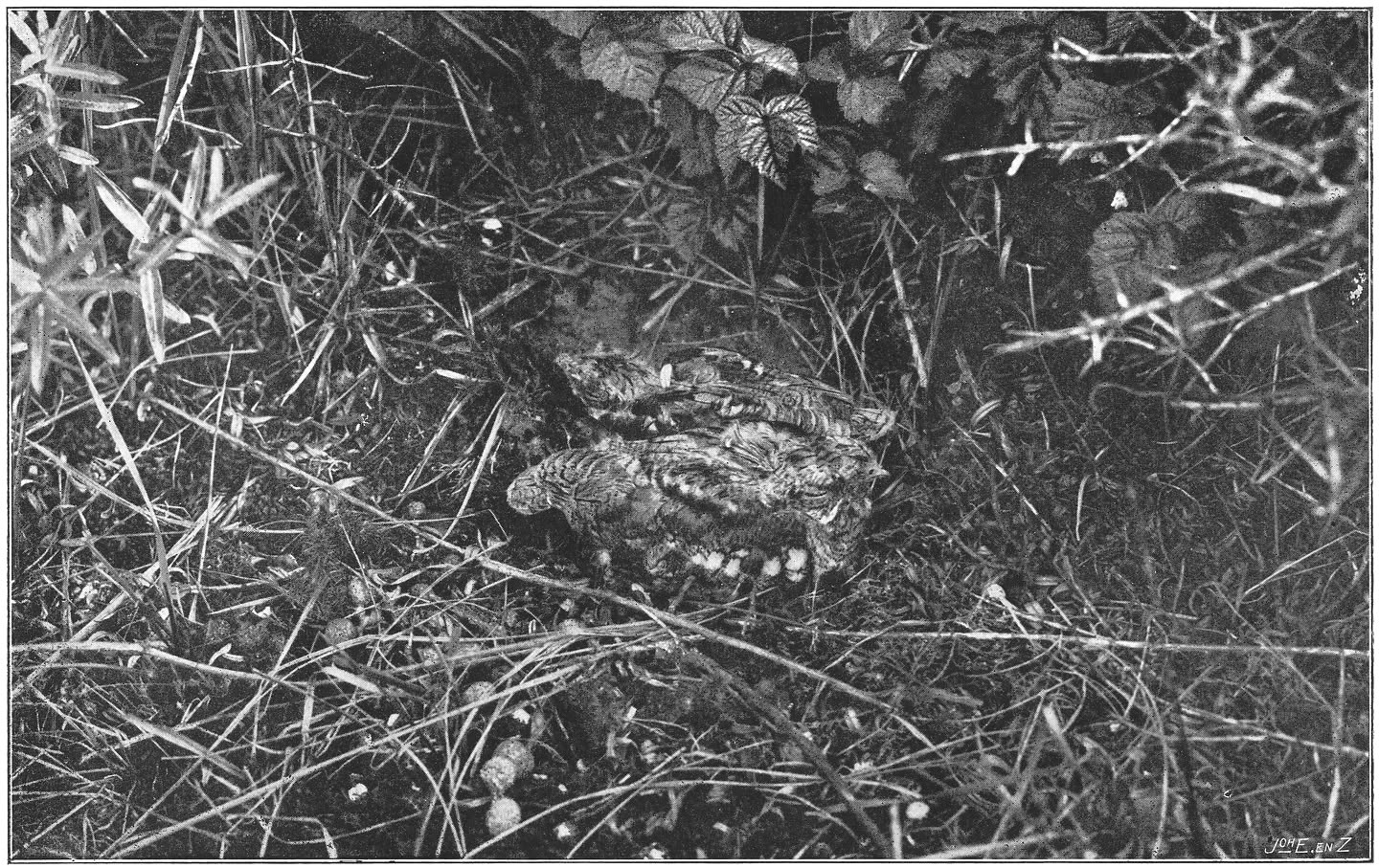 Jonge Geitenmelkers. (Caprimulgus europaeus europaeus.) (L.)