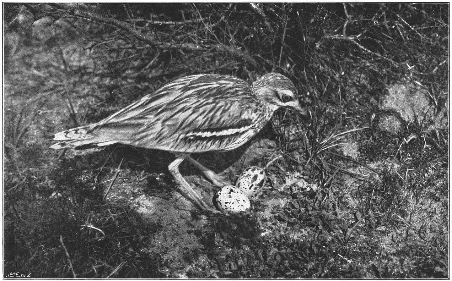 Griel bij haar nest. (Burhinus oedicnemus oedicnemus.) (L.)