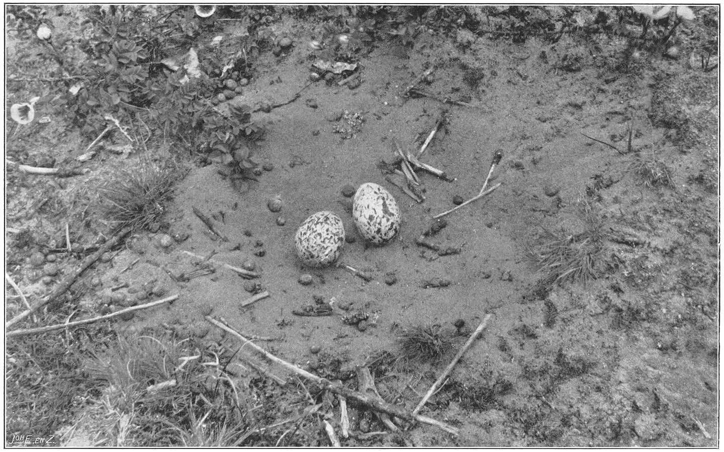 Eieren van de Griel. (Burhinus oedicnemus oedicnemus.) (L.)