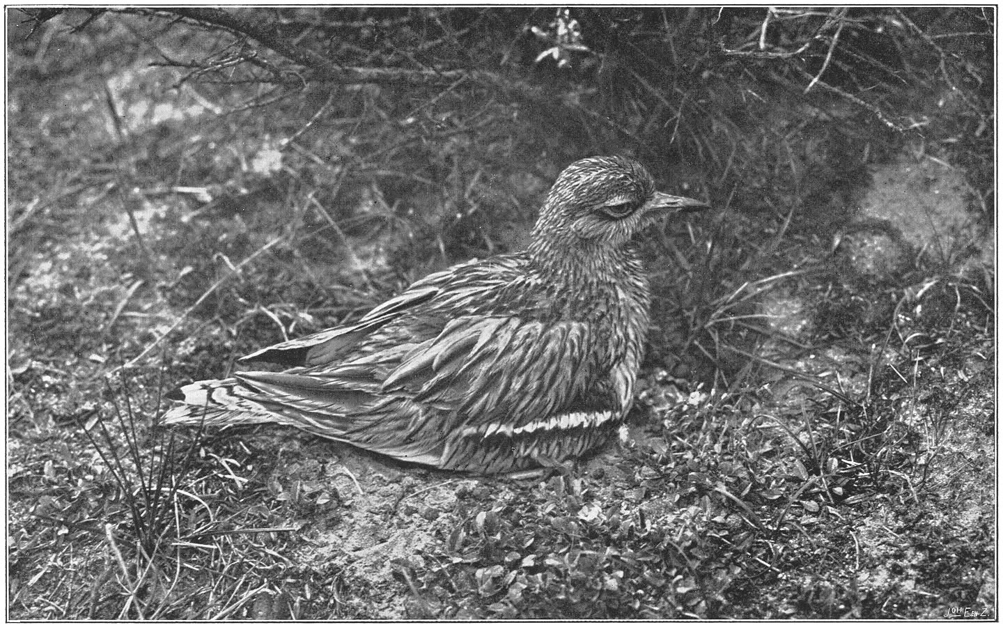 Broedende Griel. (Burhinus oedicnemus oedicnemus.) (L.)