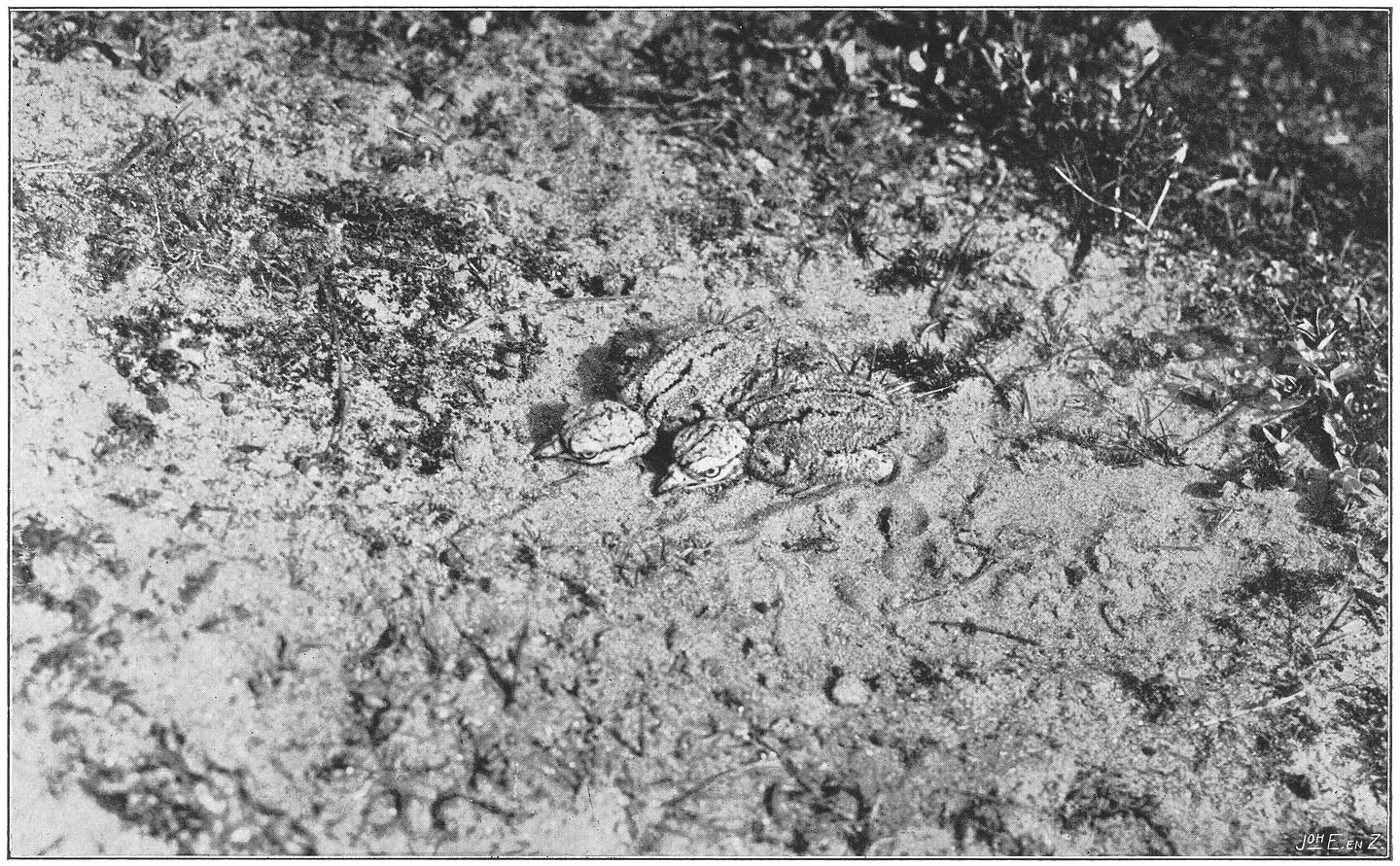 Jonge Grielen. (Burhinus oedicnemus oedicnemus.) (L.)
