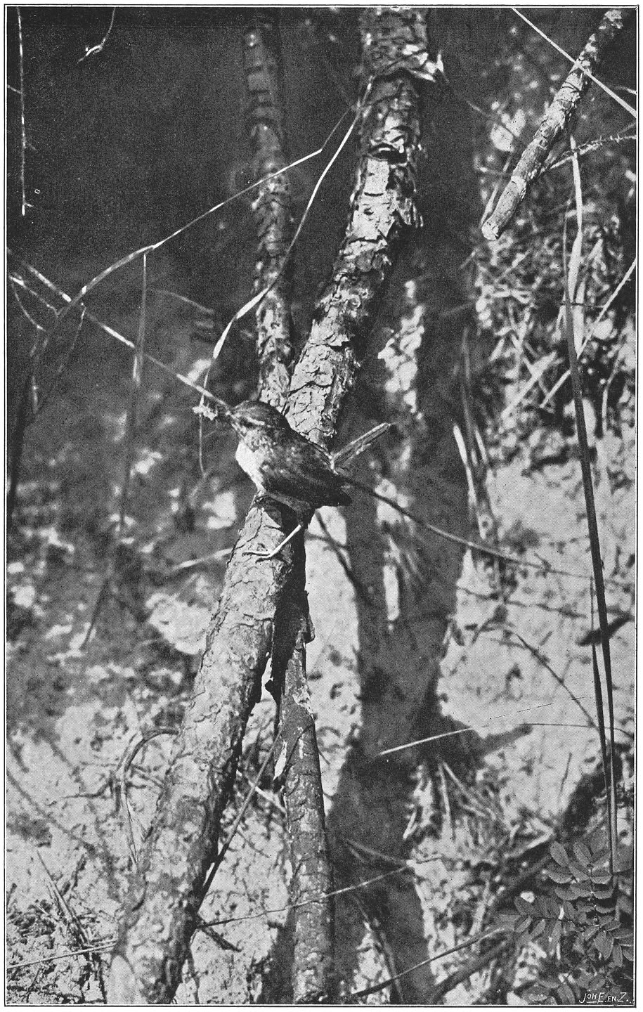 Winterkoninkje. (Troglodytes troglodytes troglodytes.) (L.) voeder aan zijne jongen brengend.