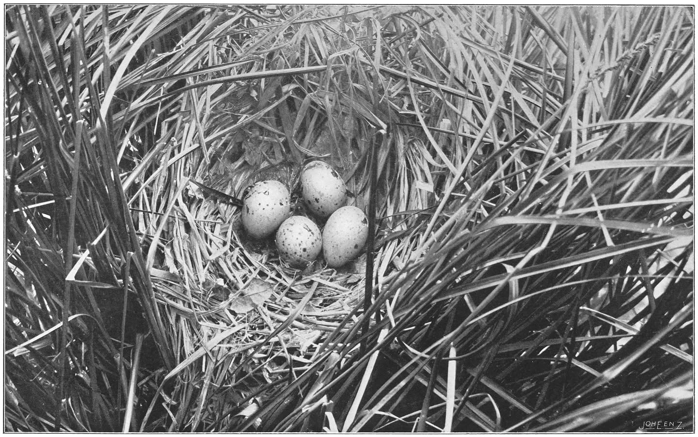 Nest met aangepikte eieren van het Waterhoentje. (Gallinula chloropus chloropus.) (L.)