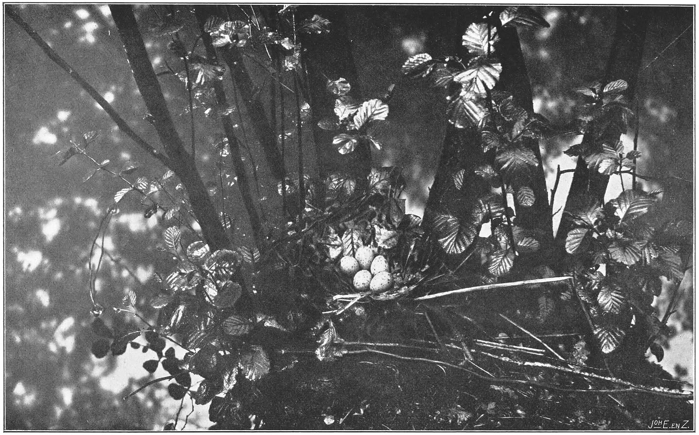 Nest en eieren van het Waterhoentje. (Gallinula chloropus chloropus.) (L.)
