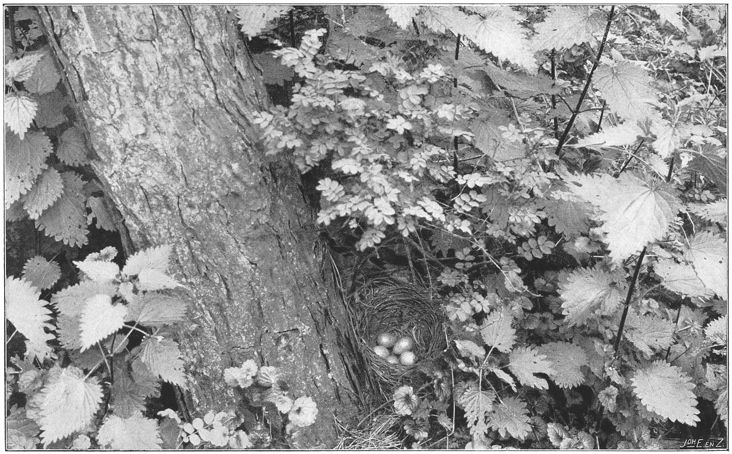 Nest en eieren van de Merel of Zwarte Lijster. (Turdus merula merula.) (L.)