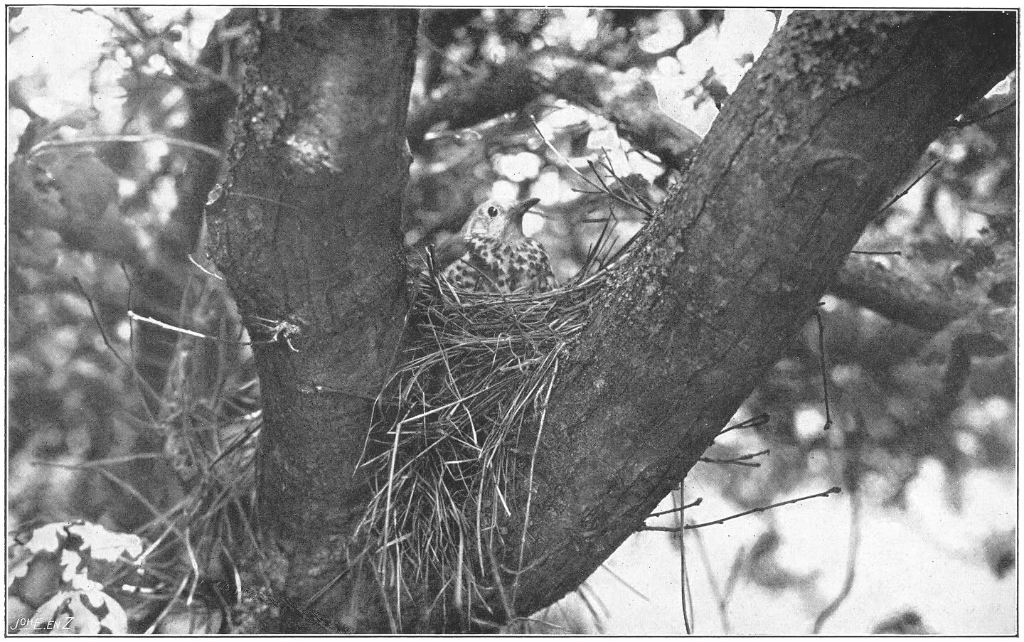 Groote Lijster hare jongen koesterend. (Turdus viscivorus viscivorus.) (L.)