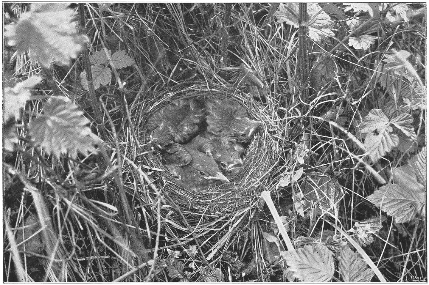 Nest met jongen van de Zwarte Lijster. (Turdus merula merula.) (L.)