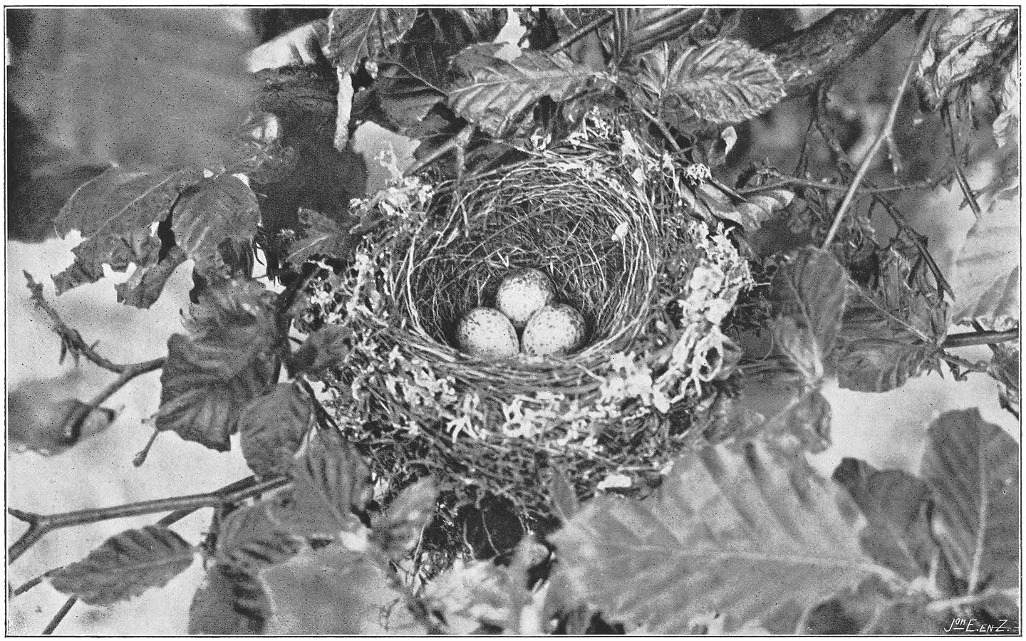Nest en eieren van de Grauwe Vliegenvanger. (Muscicapa striata striata.) (Pall.) (L.)