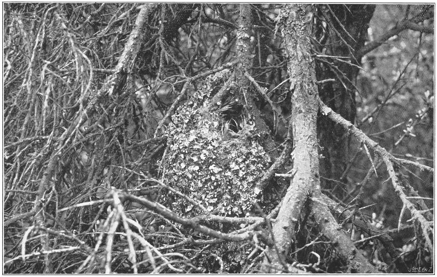 Het nest van de Staartmees. (Aegithalos caudatus europaeus.) (Herm.) (L.)