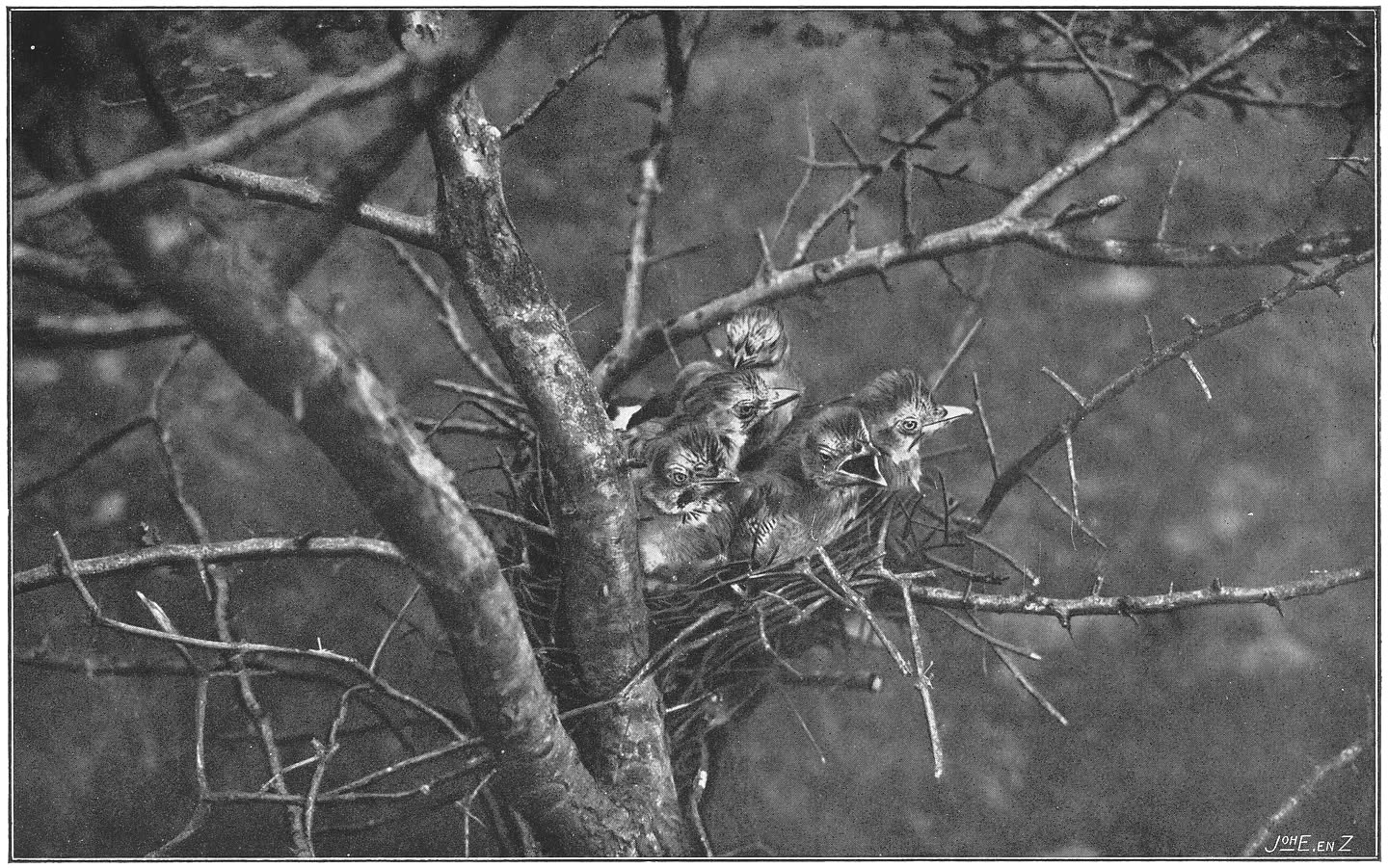 Nest en jongen van den Vlaamschen Gaai. (Garrulus glandarius glandarius.) (L.)