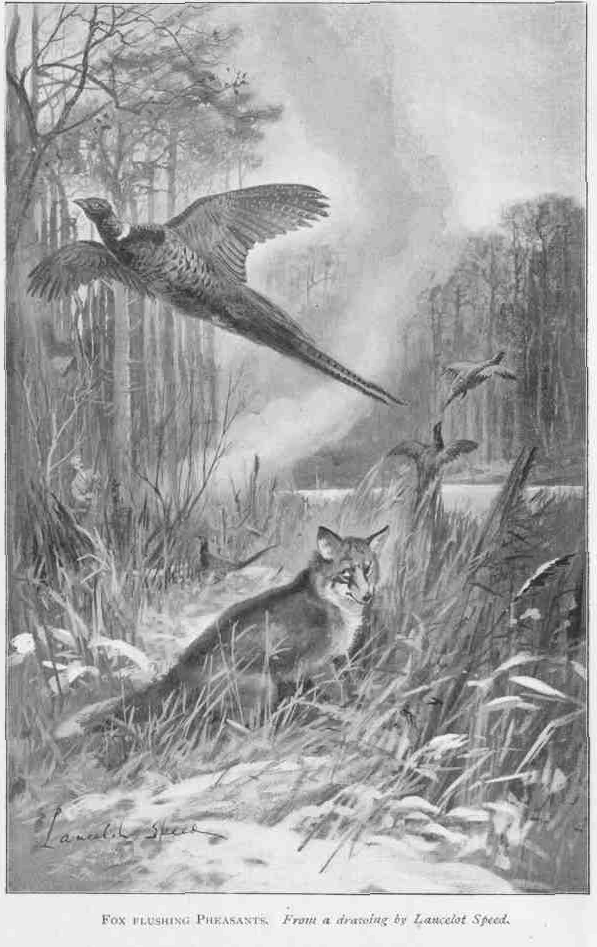 FOX FLUSHING PHEASANTS. From a drawing by Lancelot Speed.