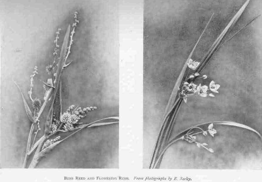 BURR REED AND FLOWERING RUSH. From photographs by E. Seeley.