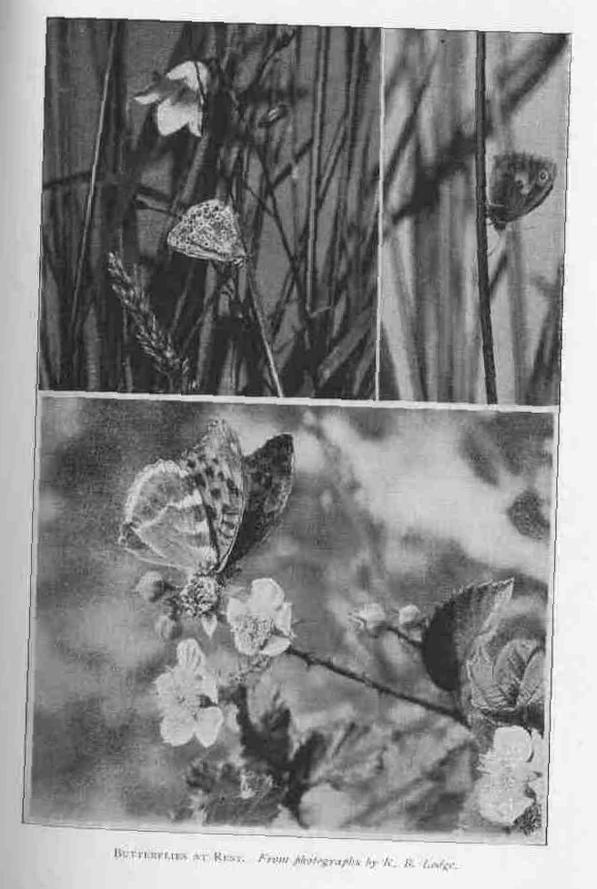BUTTERFLIES AT REST. From photographs by R.B. Lodge.