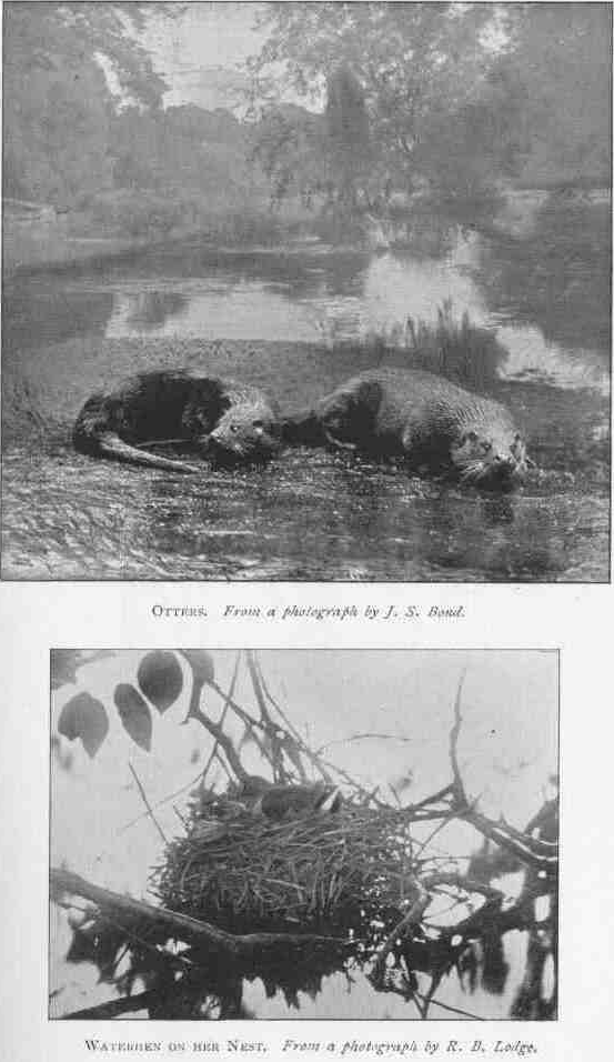 OTTERS. From a photograph by J. S. Bond. WATERHEN ON HER NEST. From a photograph by R. B. Lodge.