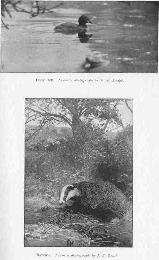 DABCHICK. From a photograph by R.B. Lodge. BADGER. From a photograph by J.S. Bond.