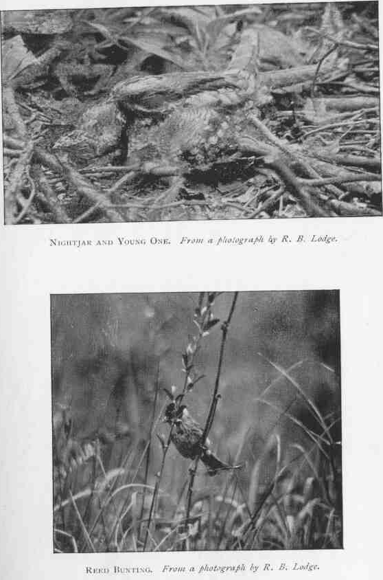 NIGHTJAR AND YOUNG ONE. From a photograph by R.B. Lodge. REED BUNTING. From a photograph by R.B. Lodge.