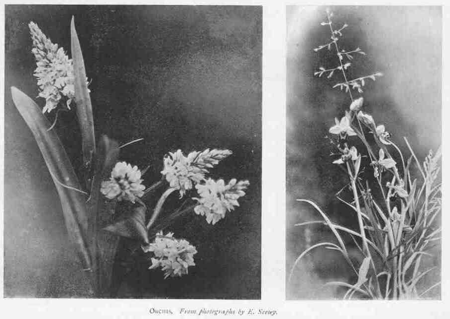 ORCHIS. From photographs by E. Seeley.
