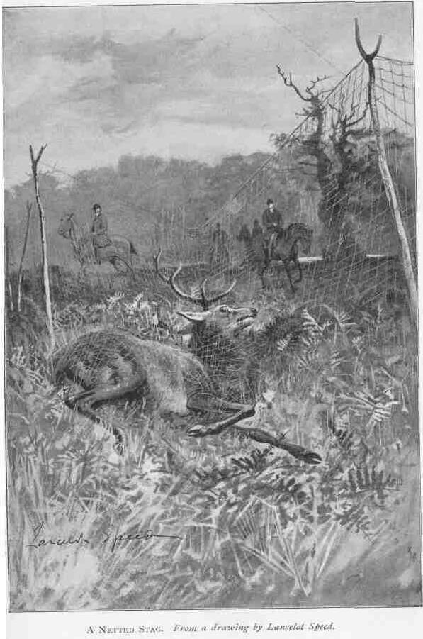 A NETTED STAG. From a drawing by Lancelot Speed.