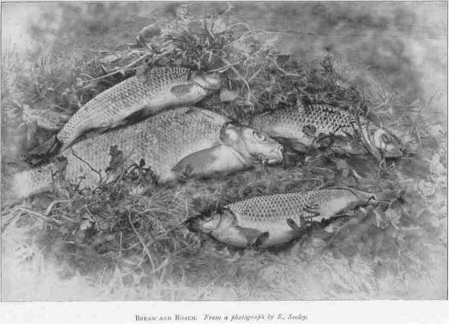 BREAM AND ROACH. From a photograph by E. Seeley.