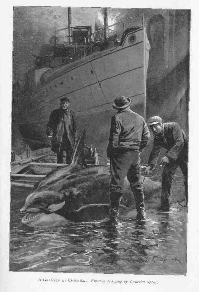 A GRAMPUS AT CHISWICK. From a drawing by Lancelot Speed.