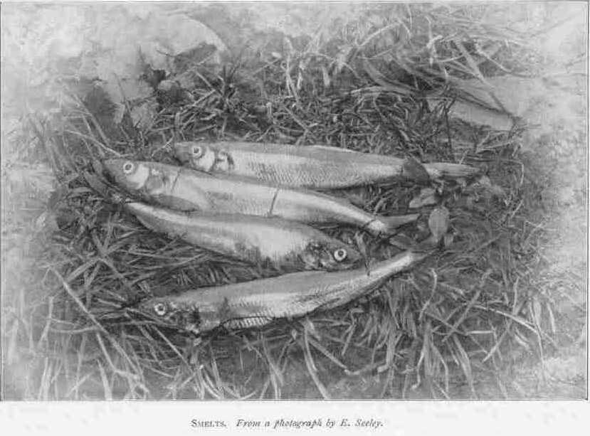 SMELTS. From a photograph by E. Seeley.