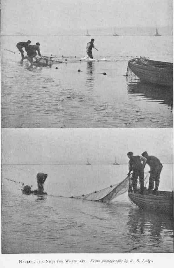 HAULING THE NETS FOR WHITEBAIT. From photographs by R. B. Lodge.