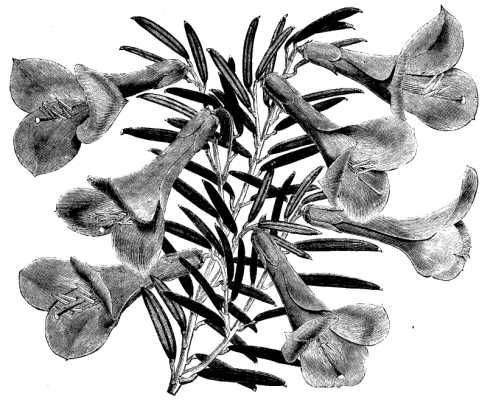 PHILESIA BUXIFOLIA--HARDY SHRUB--FLOWERS, ROSE PINK.