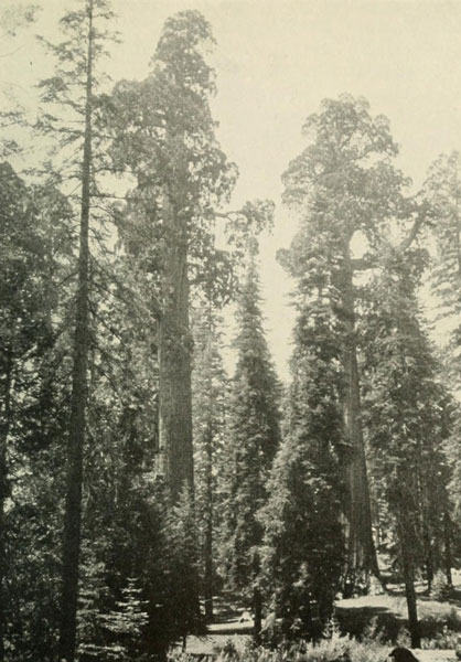 SEQUOIA GIGANTEA&mdash;VIEW IN GENERAL GRANT NATIONAL PARK