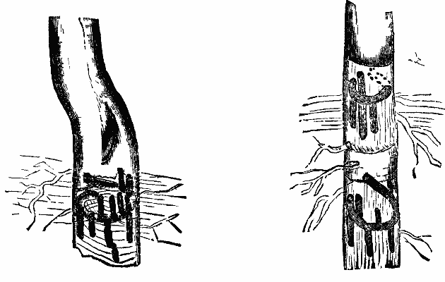 FIGS. 1 and 2&mdash;Mines of Corthylus